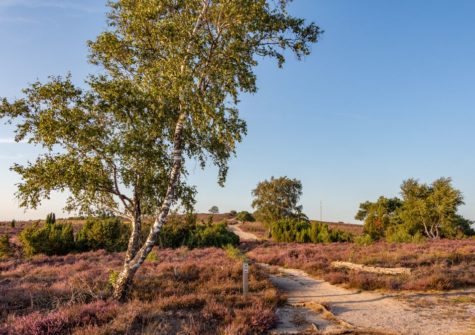 Wandelarrangement