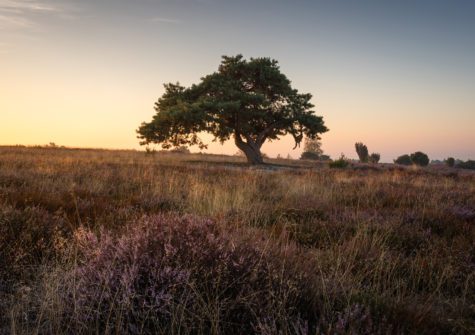 De mooiste wandelroutes van Dalfsen